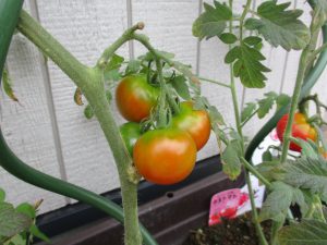 トマトの収穫 チャレンジキッズ