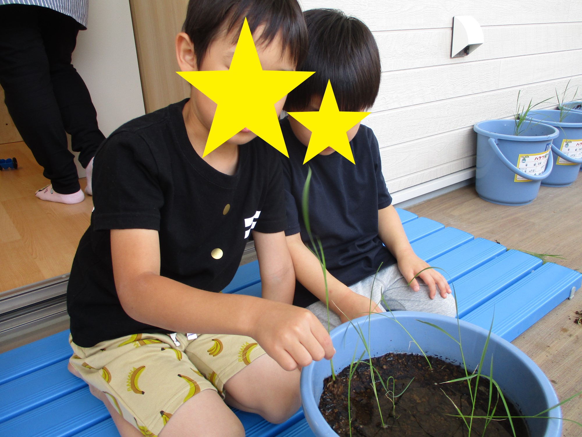 バケツ稲作 植え替え チャレンジキッズ バケツ稲作 植え替え チャレンジキッズ